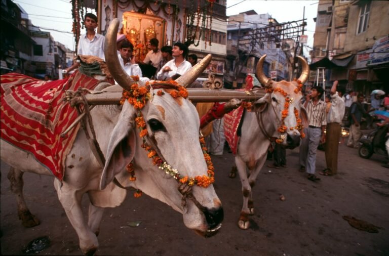 Decorated oxen on a street, as cattle are honoured on Mattu Pongal